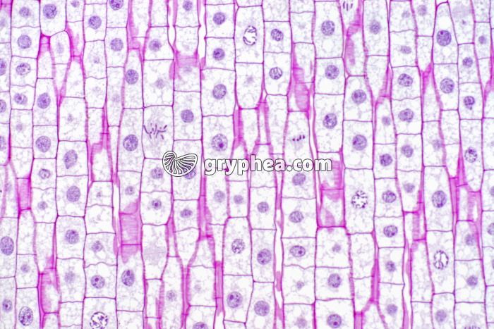 Mitoses dans une racine de Blé (cellules en division) CL x 100 - gryphea.com